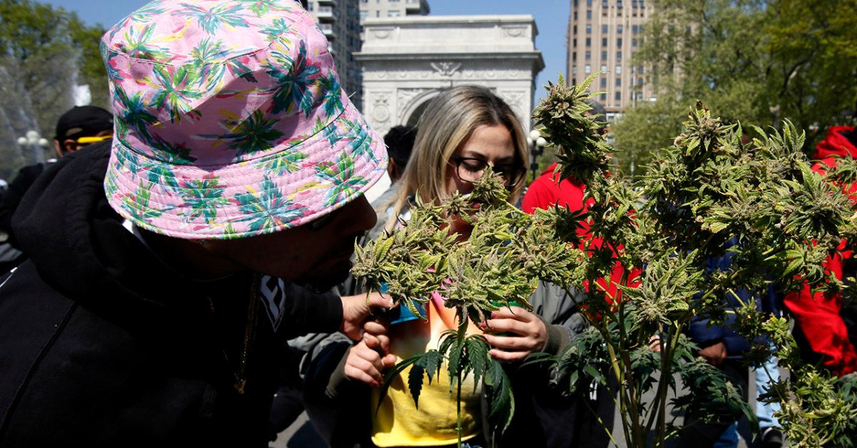 People smell a cannabis plant on April 20, 2023, at Washington Square Park in New York City. (Leonardo Munoz/VIEWpress)